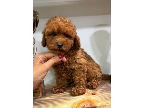 Red toy poodle dişi