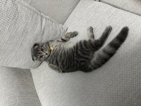 Scottish fold kedimiz