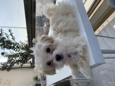Güzel cindy maltese