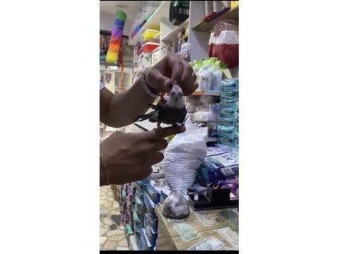 Konuşan. eğitimli sultan papağanı