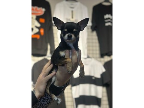 8 aylık erkek ped eğitimli chihuahua