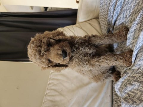 Gıant (dev) poodle yavrular