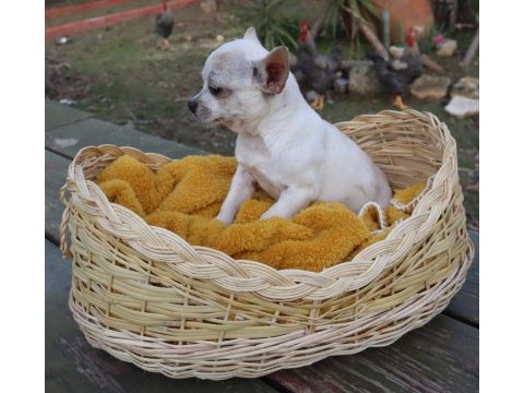 Chihuahua dişi yavru elma kafa küt burun