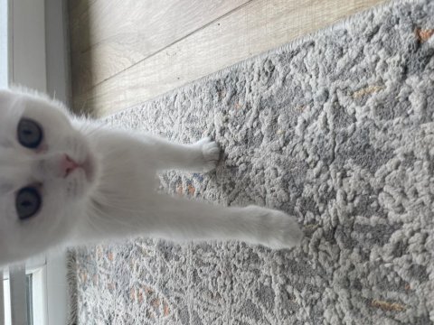 2.5 aylık dişi british shorthair