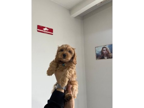 Minyatür maltipoo yavrumuz