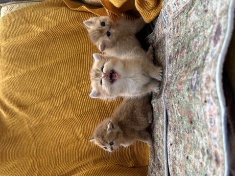 Golden british shorthair bebekler