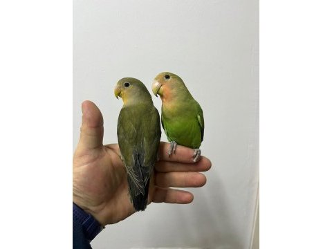 Full evcil çağırınca gelir sevda papağanı bebekler