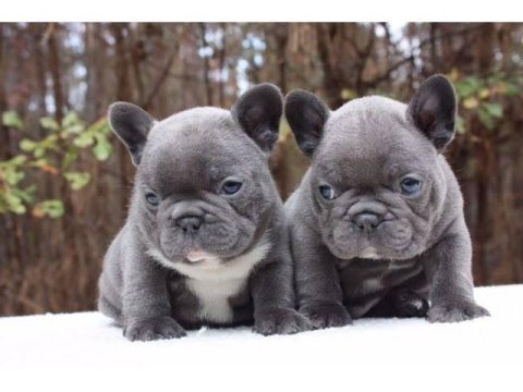 Uygun oyuncu sevimli fullfy taşıyıcı french bulldog