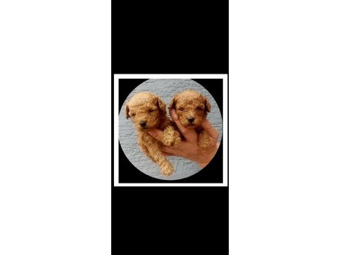 Toy poodle tatlı yavrular