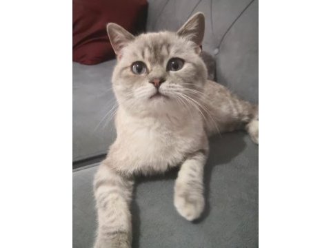 7 aylık erkek british shorthair yavruma yuva