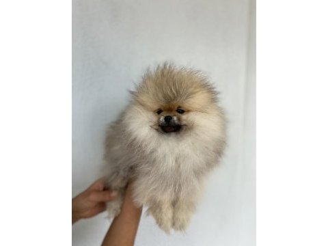 Üst kalite aşılı erkek pomeranian 3 aylık