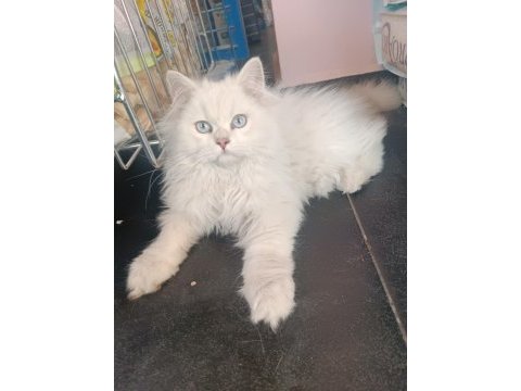 British longhair