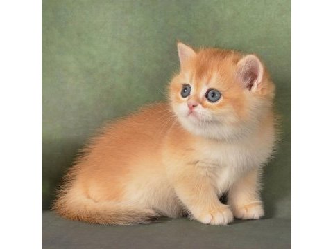 Manken gibi golden british shorthair 