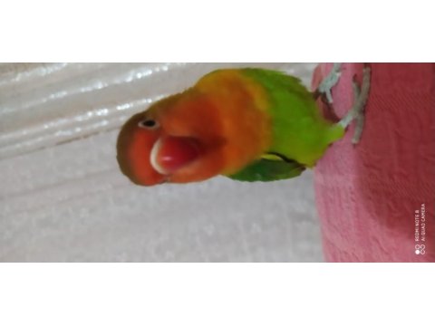 6 aylık sağlıklı cennet papağanı