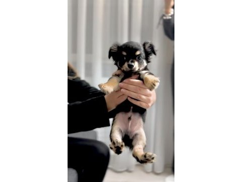 Tea cup mini boy chihuahua