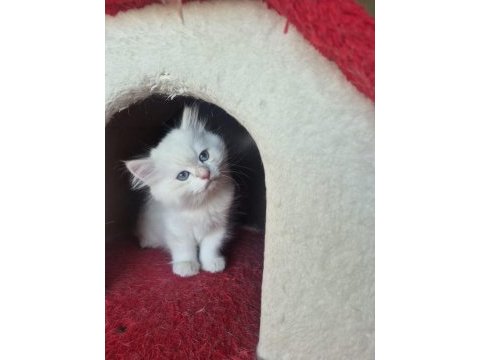 British longhair paşamız hazır
