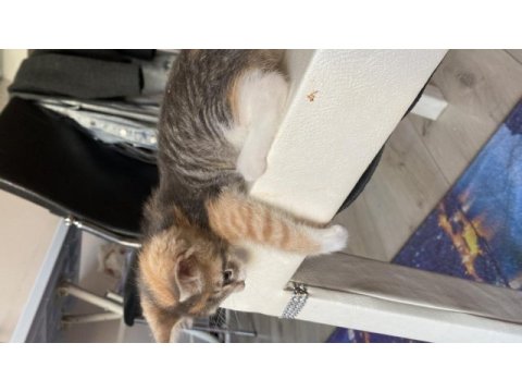 Sevgi dolu yavrucak kediler sıcak yuva arıyor
