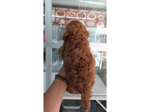 Irk ve sağlık garantili maltipoo yavrumuz