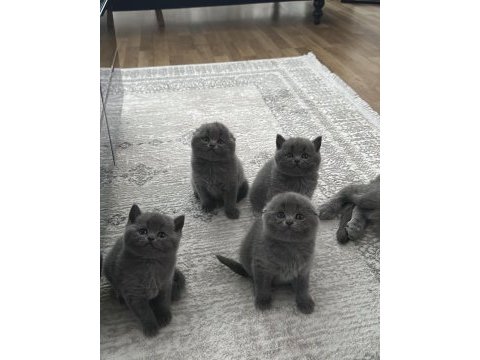 Top kafa özel scottish fold yavrular