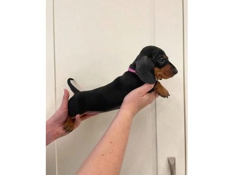 A kalite dachshaund
