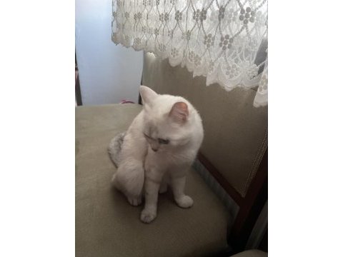 Kedim boncuğa acil yuva arıyorum