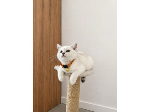 Orijinal safkan british shorthair