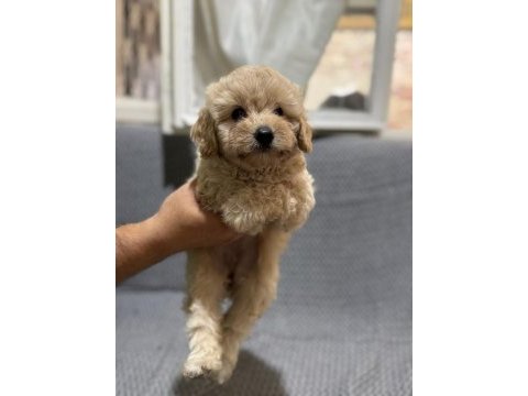 Maltipoo puppy