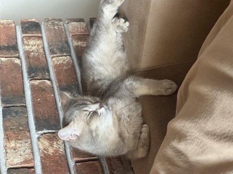 Ücretsiz eşyalarıyla beraber verilecek british shorthair