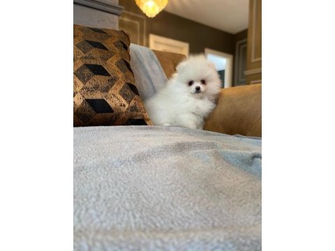 Pomeranian boo yavruları 