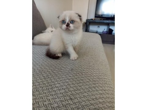 Cam gibi masmavi gözlü scottish fold bebeklerim