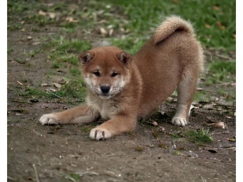 Shiba inu yavrular