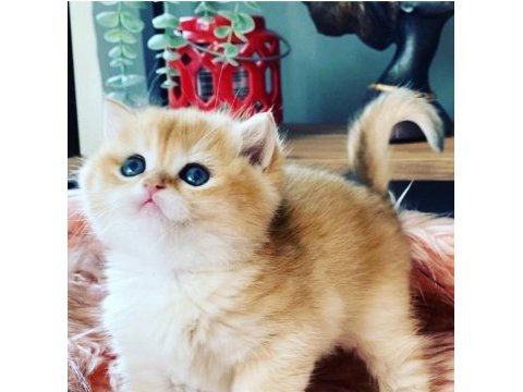 Safkan british shorthair yavrular