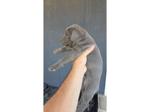 Cane corso blue