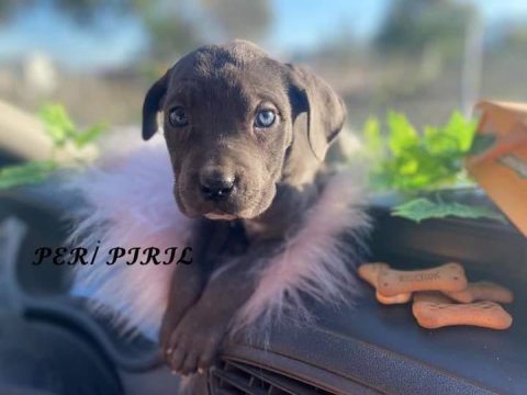 Cane corso blue yavrular