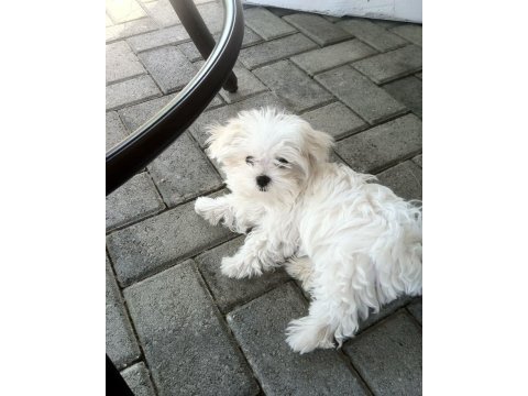 Maltese terrier yavrularımız aynı gün teslimat