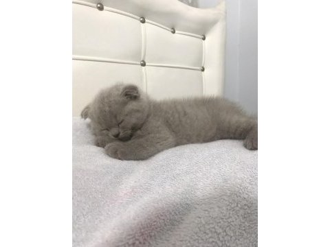 Scottish fold erkek bebek