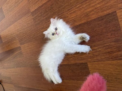 By1133 full şecereli golden dişi british longhair