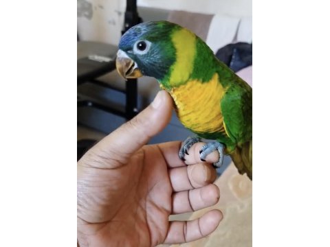 El besleme lori papağanı