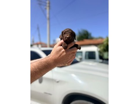 Evınızın mınık poodle uyelerı
