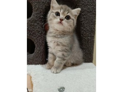 British shorthair saf ırk yavrular