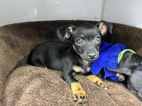 2.5 aylık erkek pinscher