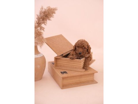Toy poodle bebeklerimiz