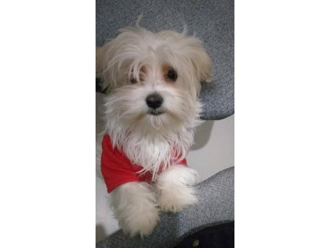 Sahiplendirilecek maltese