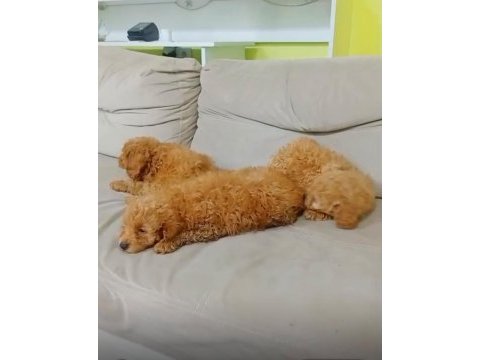Maltipoo kalite yavrular ırk sağlık garantili