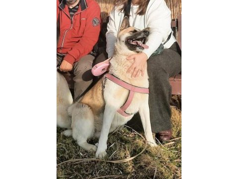 Amerikan akita sahibinin vefatı nedeniyle yeni yuva