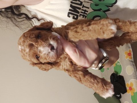 F1 maltipoo dişi dünya güzeli