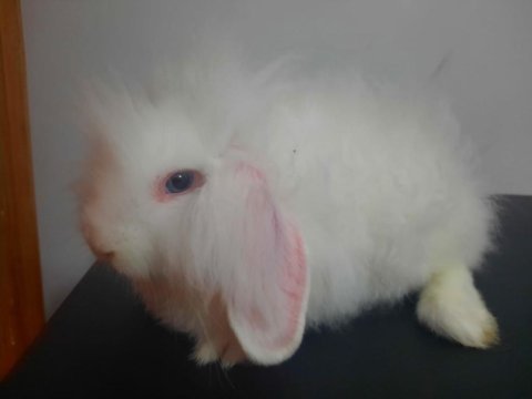 Hollanda tavşanı erkek 4 aylık