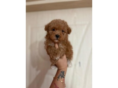 Erkek yavru toy poodle