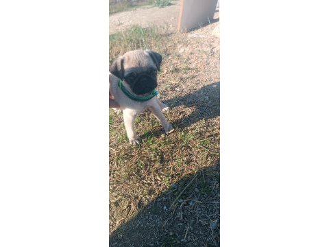 Sahibinden pug