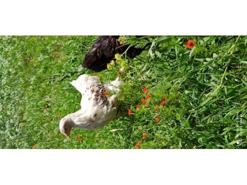 Orjinal splash ve gold wyandote tavuklar